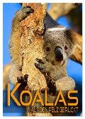 Koalas auf den Pelz gerückt (Wandkalender 2025 DIN A2 hoch), CALVENDO Monatskalender - Renate Utz