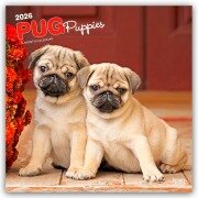 Cover-Bild zum Titel 'Pug Puppies - Mops Welpen 2026 - 16-Monatskalender' von 'Browntrout Publishers'