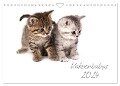 Katzenbabys (Wandkalender 2024 DIN A4 quer), CALVENDO Monatskalender - Hesch-Foto Hesch-Foto