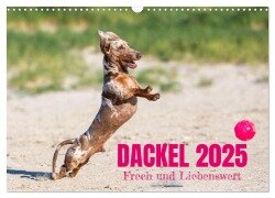DACKEL 2025 Frech und Liebenwert (Wandkalender 2025 DIN A3 quer), CALVENDO Monatskalender - Annett Mirsberger Tierpfoto