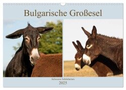 Bulgarische Großesel - Schwarze Schönheiten (Wandkalender 2025 DIN A3 quer), CALVENDO Monatskalender - Meike Bölts