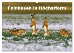 Feldhasen in Höchstform (Wandkalender 2026 DIN A2 quer), CALVENDO Monatskalender - Günter Bachmeier