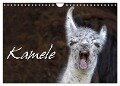 Kamele (Wandkalender 2024 DIN A4 quer), CALVENDO Monatskalender - Martina Berg