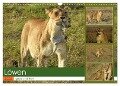 Löwen - gross und klein (Wandkalender 2024 DIN A3 quer), CALVENDO Monatskalender - Susan Michel
