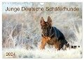 Junge Deutsche Schäferhunde (Wandkalender 2024 DIN A4 quer), CALVENDO Monatskalender - Petra Schiller