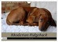 Rhodesian Ridgeback Augen-Blicke (Wandkalender 2024 DIN A4 quer), CALVENDO Monatskalender - Dagmar Behrens