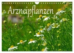 Arzneipflanzen (Wandkalender 2026 DIN A4 quer), CALVENDO Monatskalender - LianeM LianeM