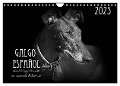 Galgo Español - der spanische Windhund 2025 (Wandkalender 2025 DIN A4 quer), CALVENDO Monatskalender - Pfoten-Design Andrea Redecker