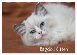 Ragdoll Kitten (Wandkalender 2025 DIN A2 quer), CALVENDO Monatskalender - Fotodesign Verena Scholze