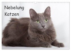 Nebelung Katzen (Wandkalender 2025 DIN A3 quer), CALVENDO Monatskalender - Fotodesign Verena Scholze