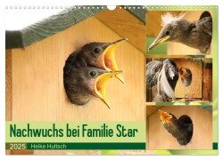 Nachwuchs bei Familie Star (Wandkalender 2025 DIN A3 quer), CALVENDO Monatskalender - Heike Hultsch