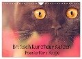 Britisch Kurzhaar Katzen - Poesie fürs Auge (Wandkalender 2024 DIN A4 quer), CALVENDO Monatskalender - Janina Bürger Wabi-Sabi Tierfotografie
