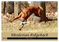 Rhodesian Ridgeback Powerpaket (Wandkalender 2024 DIN A4 quer), CALVENDO Monatskalender - Dagmar Behrens
