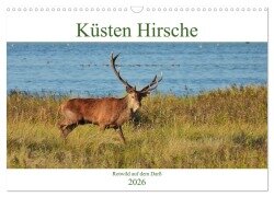 Küsten Hirsche - Rotwild auf dem Darß (Wandkalender 2026 DIN A3 quer), CALVENDO Monatskalender - René Schaack