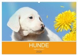 HUNDE LEBEN IST BUNT (Wandkalender 2026 DIN A2 quer), CALVENDO Monatskalender - Petra Eckerl Tierfotografie