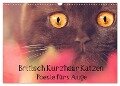 Britisch Kurzhaar Katzen - Poesie fürs Auge (Wandkalender 2024 DIN A3 quer), CALVENDO Monatskalender - Janina Bürger Wabi-Sabi Tierfotografie
