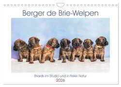 Berger de Brie - Welpen (Wandkalender 2026 DIN A4 quer), CALVENDO Monatskalender - Sonja Tessen