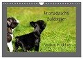 Französische Bulldoggen (Wandkalender 2024 DIN A4 quer), CALVENDO Monatskalender - Heike Hultsch