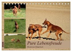 Rhodesian Ridgeback, Pure Lebensfreude (Tischkalender 2026 DIN A5 quer), CALVENDO Monatskalender - Dagmar Behrens