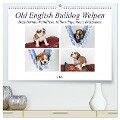 Old English Bulldog Welpen (hochwertiger Premium Wandkalender 2025 DIN A2 quer), Kunstdruck in Hochglanz - Fotodesign Verena Scholze