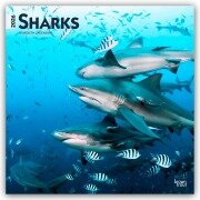 Cover-Bild zum Titel 'Sharks - Haie 2026 - 16-Monatskalender' von 'Browntrout Publishers'