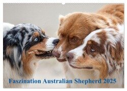 Australian Shepherd 2025 (Wandkalender 2025 DIN A2 quer), CALVENDO Monatskalender - Annett Mirsberger