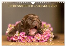 Liebenswerter Labrador 2025 (Wandkalender 2025 DIN A4 quer), CALVENDO Monatskalender - Annett Mirsberger