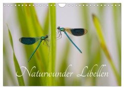 Cover-Bild zum Titel 'Naturwunder Libellen (Wandkalender 2026 DIN A4 quer), CALVENDO Monatskalender' von 'Renee Söhner - Morgensraus'