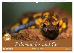 Salamander und Co. (Wandkalender 2025 DIN A2 quer), CALVENDO Monatskalender - Ursula Di Chito