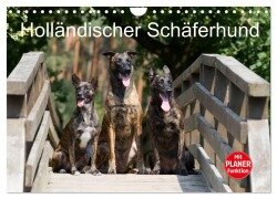 Holländischer Schäferhund (Wandkalender 2025 DIN A4 quer), CALVENDO Monatskalender - Fotodesign Verena Scholze
