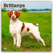 Cover-Bild zum Titel 'Brittanys - Bretonischer Vorstehhund 2026 - 16-Monatskalender' von 'Browntrout Publishers'