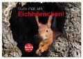 Guck mal, ein Eichhörnchen! (Wandkalender 2024 DIN A2 quer), CALVENDO Monatskalender - Margret Brackhan
