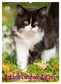 Britisch Langhaar Katzen (Wandkalender 2024 DIN A2 hoch), CALVENDO Monatskalender - Judith Dzierzawa