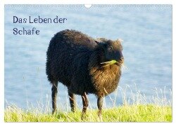 Das Leben der Schafe (Wandkalender 2025 DIN A3 quer), CALVENDO Monatskalender - Kattobello Kattobello