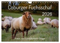 Coburger Fuchsschaf (Wandkalender 2026 DIN A4 quer), CALVENDO Monatskalender - Cordula Kelle-Dingel