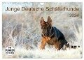 Junge Deutsche Schäferhunde (Wandkalender 2024 DIN A4 quer), CALVENDO Monatskalender - Petra Schiller