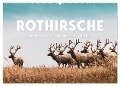 Rothirsche - Die imposanten Könige der Wälder. (Wandkalender 2024 DIN A2 quer), CALVENDO Monatskalender - Sf Sf