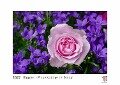 Blumen - Pinselstriche der Natur 2022 - White Edition - Timokrates Kalender, Wandkalender, Bildkalender - DIN A4 (ca. 30 x 21 cm) - 