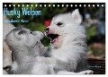 Husky Welpen (Tischkalender 2024 DIN A5 quer), CALVENDO Monatskalender - Michael Ebardt
