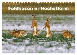 Feldhasen in Höchstform (Wandkalender 2025 DIN A3 quer), CALVENDO Monatskalender - Günter Bachmeier