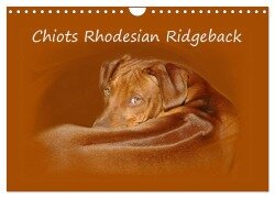Chiots Rhodesian Ridgeback (Calendrier mural 2025 DIN A4 vertical), CALVENDO calendrier mensuel - Anke van Wyk - www. germanpix. net