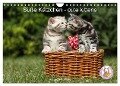 Süße Kätzchen - cute kittens (Wandkalender 2024 DIN A4 quer), CALVENDO Monatskalender - Jeanette Hutfluss