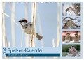 Spatzen-Kalender (Wandkalender 2024 DIN A2 quer), CALVENDO Monatskalender - Marianne Drews