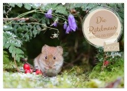 Die Rötelmaus - neugierig und verfressen (Wandkalender 2025 DIN A2 quer), CALVENDO Monatskalender - Angela Merk
