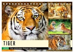 Tiger. Die schönsten Katzen der Erde (Tischkalender 2025 DIN A5 quer), CALVENDO Monatskalender - Rose Hurley