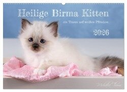 Heilige Birma Kitten - ein Traum auf weißen Pfötchen (Wandkalender 2026 DIN A2 quer), CALVENDO Monatskalender - Michaela Thoms