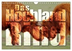 Das Hochlandrind (Wandkalender 2026 DIN A4 quer), CALVENDO Monatskalender - Birte Zabel