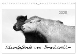 Islandpferde von Brimilsvellir (Wandkalender 2025 DIN A4 quer), CALVENDO Monatskalender - Jutta Albert