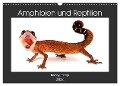 Amphibien und Reptilien (Wandkalender 2024 DIN A3 quer), CALVENDO Monatskalender - Benny Trapp