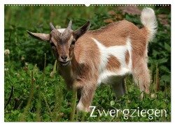 Zwergziegen (Wandkalender 2026 DIN A2 quer), CALVENDO Monatskalender - Arno Klatt